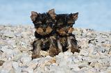 YORKSHIRE TERRIER 359